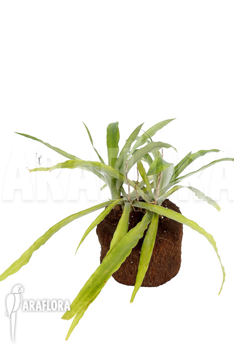 Fosterella penduliflora