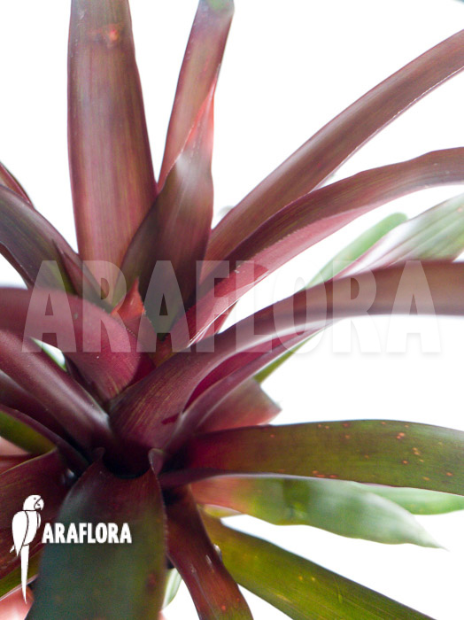 Guzmania x Revolution