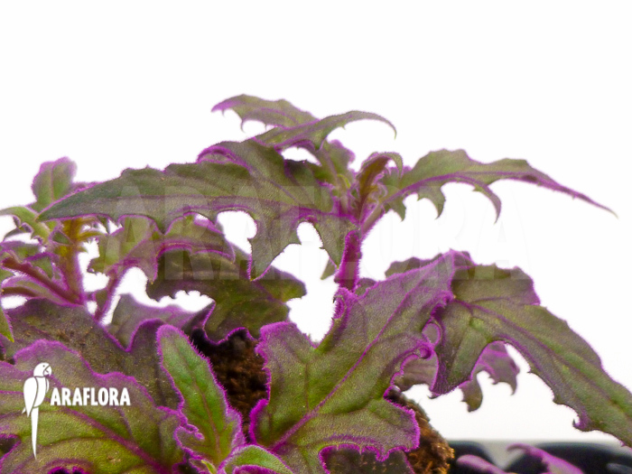 Gynura aurantiaca ‘L’