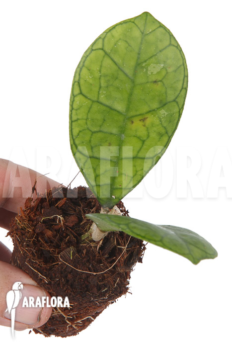 Hoya finlaysonii Rp099 ‘S’