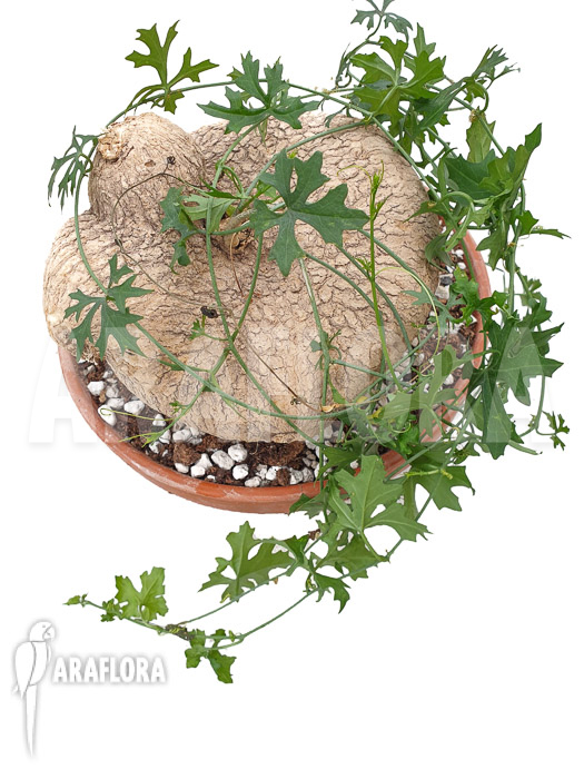 Ibervillea lindheimeri