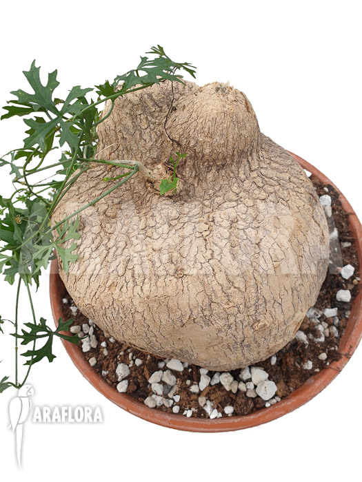 Ibervillea lindheimeri