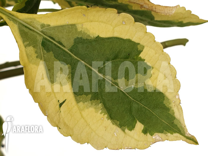 Impatiens niamniamensis variegata