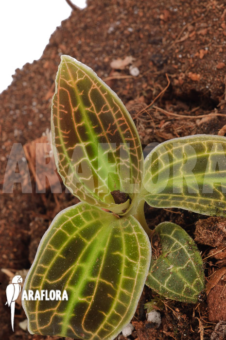 Macodes sanderiana type B