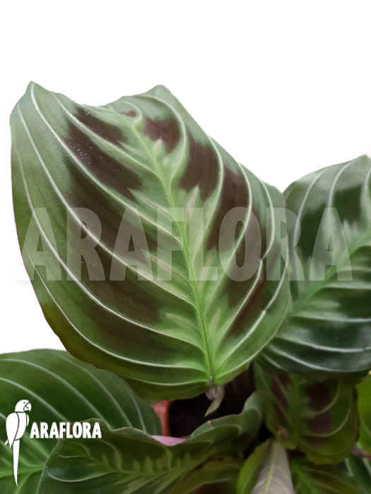 Maranta leuconeura var ‘Dark’