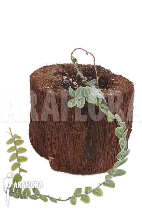 Marcgravia-rectifolia-white-3