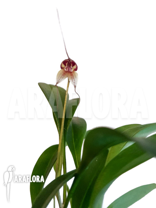 Masdevallia nidifica ‘Red Yellow’