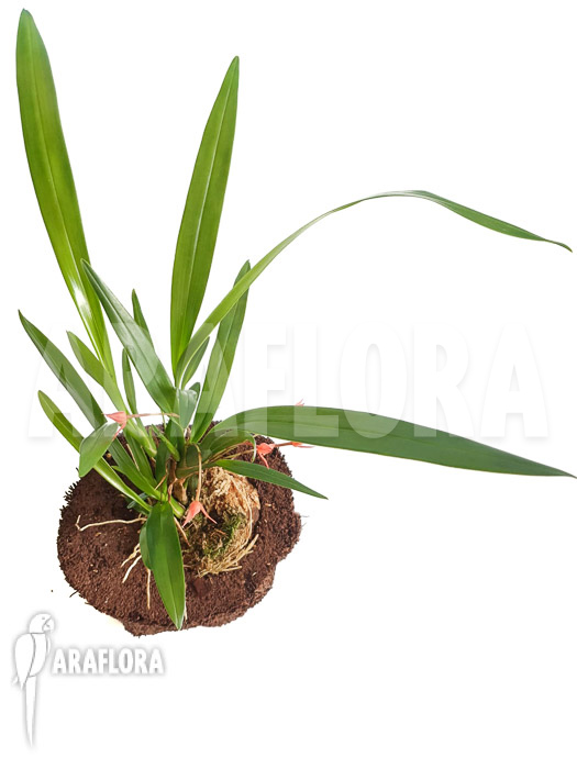 Maxillaria coccinea