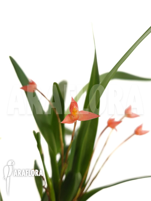 Maxillaria coccinea