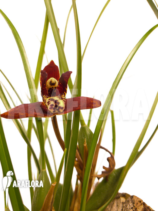 Maxillaria tenuifolia ‘on cork’