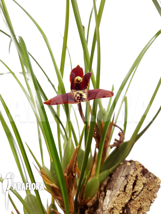 Maxillaria tenuifolia ‘on cork’