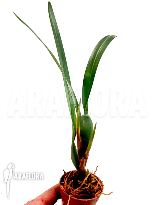 Maxillaria variabilis brown