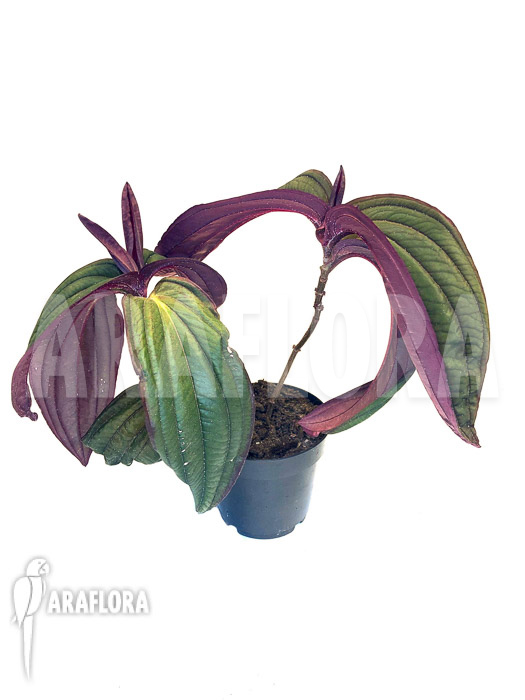 Medinilla x ‘Gregori Hambali’