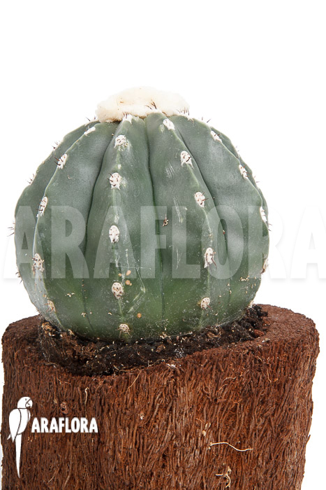 Melocactus-maxonii-inermis-4