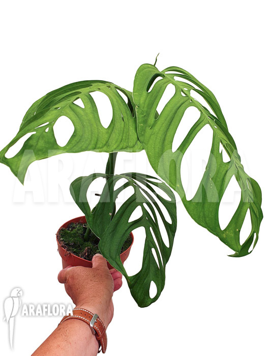 Monstera aff. Epipremnoides (Monstera esqueleto)