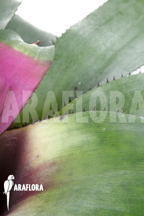 Neoregelia-concentrica-5
