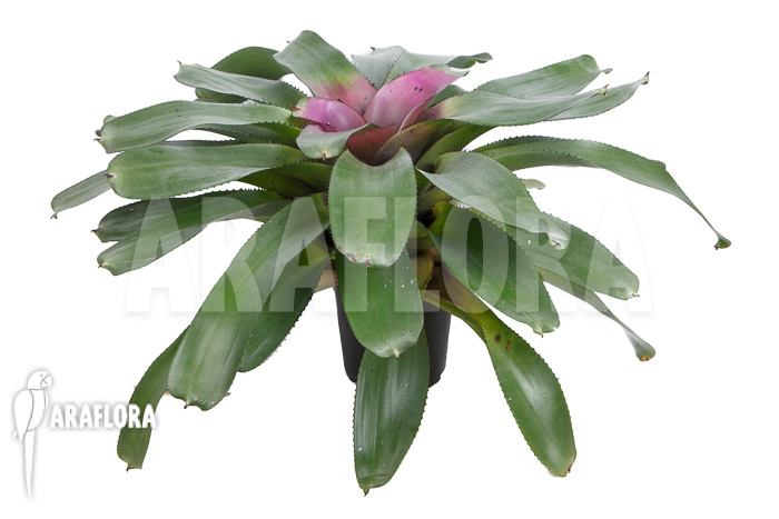 Neoregelia-concentrica-6
