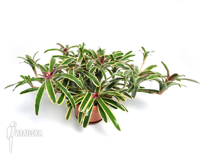 Neoregelia-schultesiana_Fireball-variagated_(XL)-2