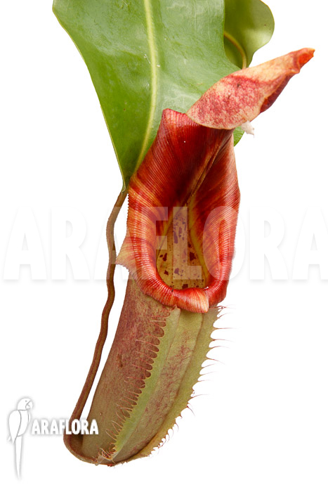 Nepenthes veitchi x robcantlyi