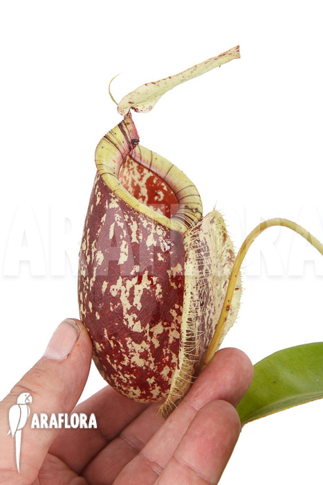 Nepenthes x hookeriana ‘Dark’ (rafflesianum x ampularia) ‘XL’