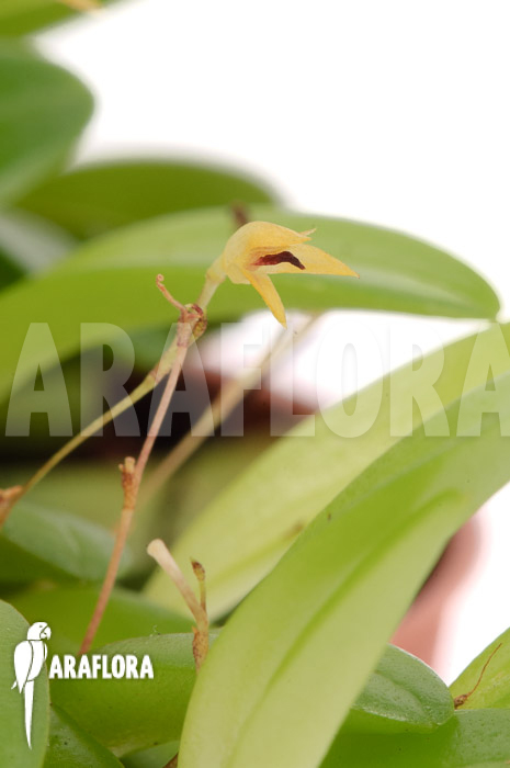 Panmorphia minutalis