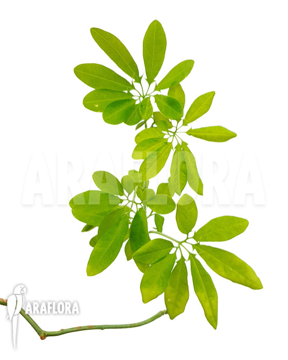 Passiflora cirrhiflora