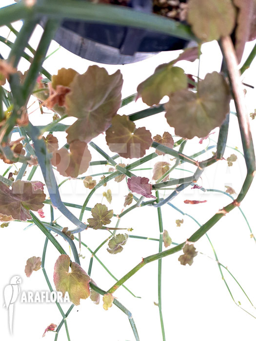 Pelargonium tetragonum