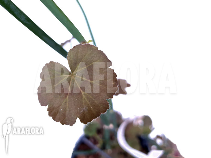 Pelargonium tetragonum