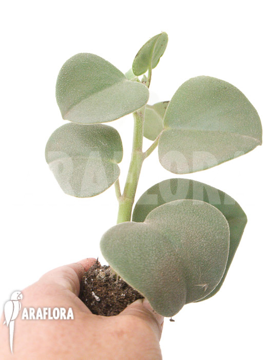Peperomia hovaria ‘Starter’