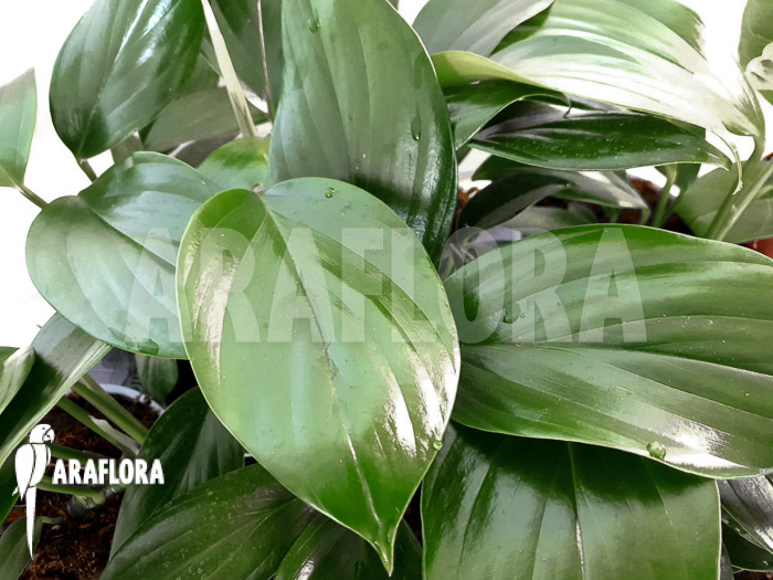 Philodendron ‘Kylin tail’