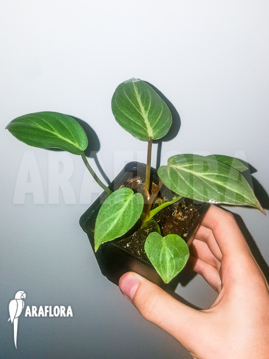 Philodendron gloriosum ‘starter’