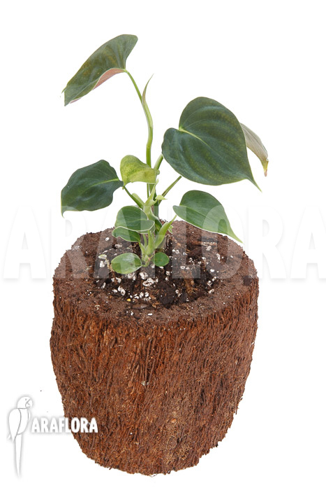 Philodendron lupinum