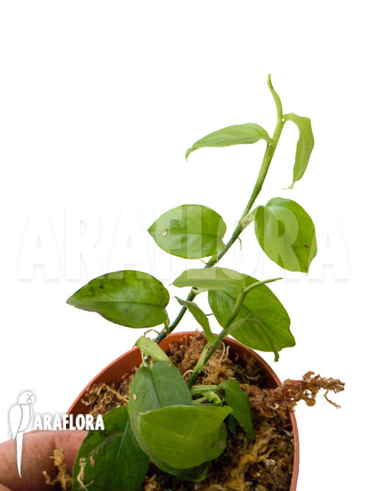 Philodendron pteromischum