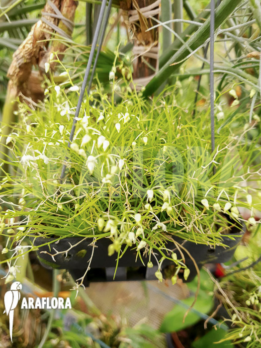 Phymatidium tillandsioides