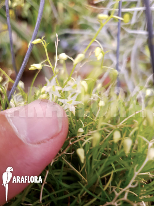 Phymatidium tillandsioides