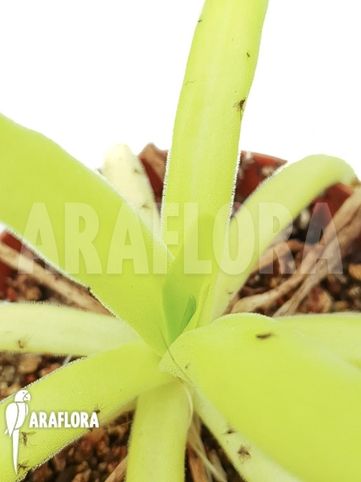 Pinguicula gigantea x moctezumae