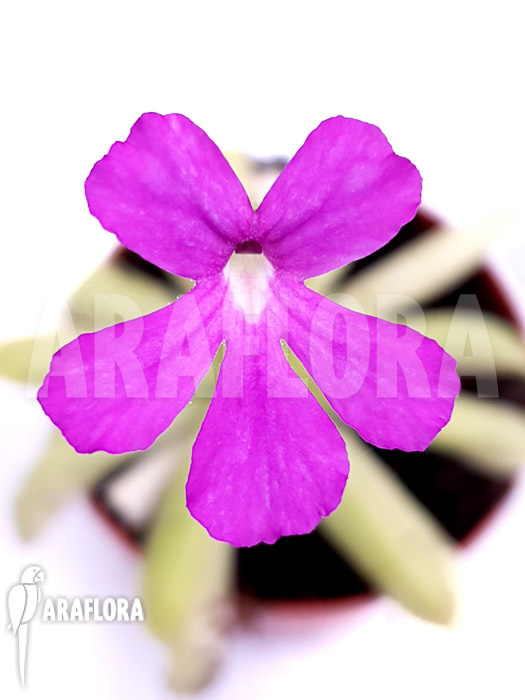 Pinguicula x ‘Anna’