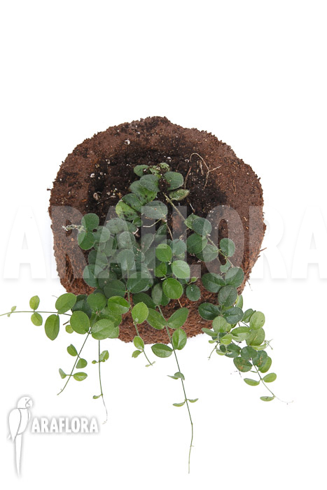 Plant species a2 costa rica