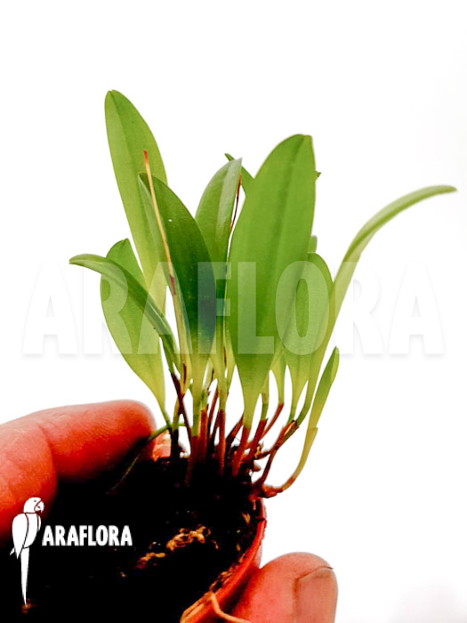 Pleurothallis boccainensis