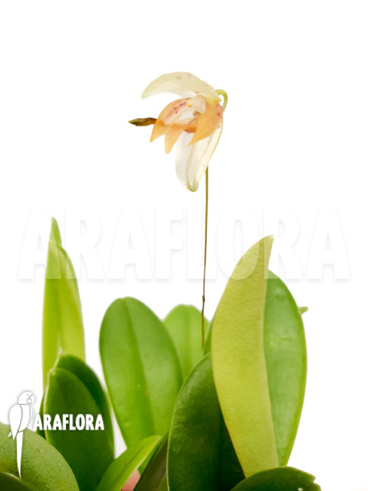 Pleurothallis janettiae