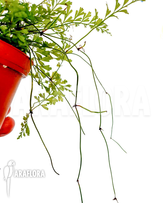 Polystichum sp Tropical