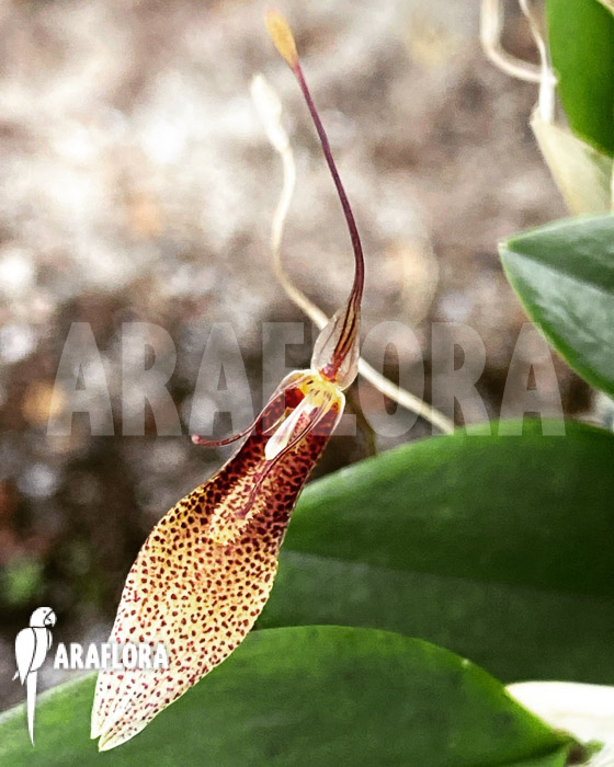 Restrepia tsubotae