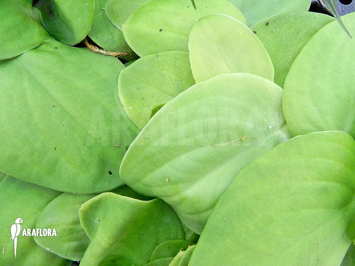 Rhaphidophora celatocaulis ‘Large species’