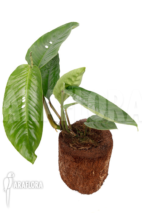 Rhaphidophora foraminifera