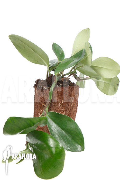 Rhaphidophora hongkongensis