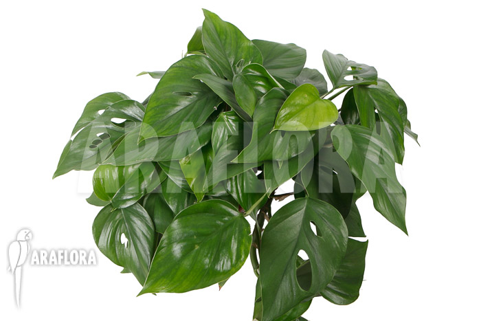 Rhaphidophora pertusa