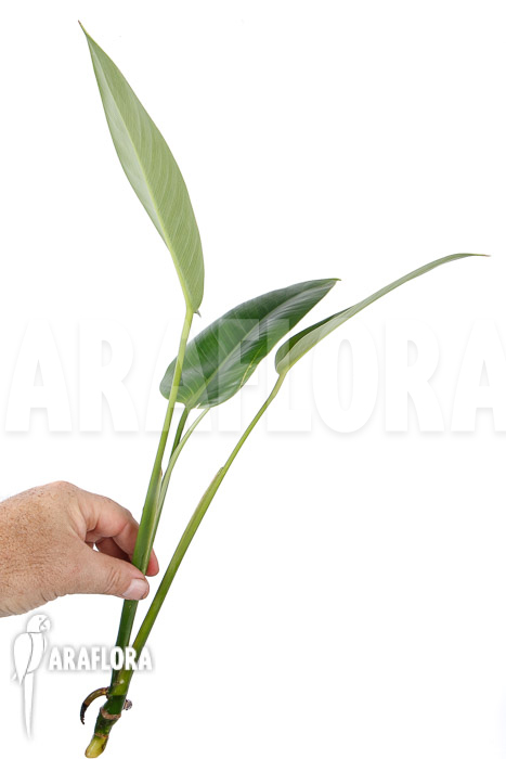 Rhodospatha latifolia ‘rooted cutting’