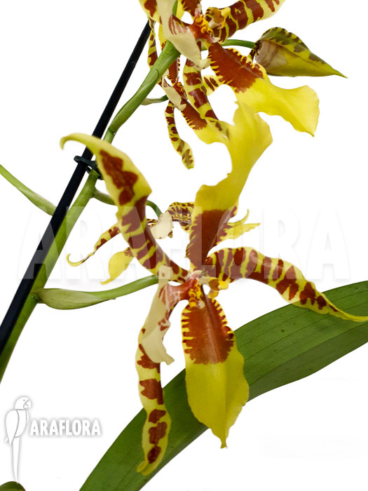 Rossioglossum grande