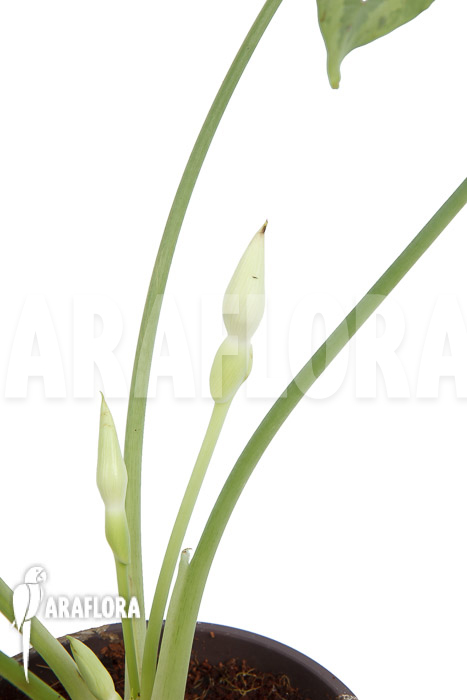 Schismatoglottis wallichii (long leaf) starter