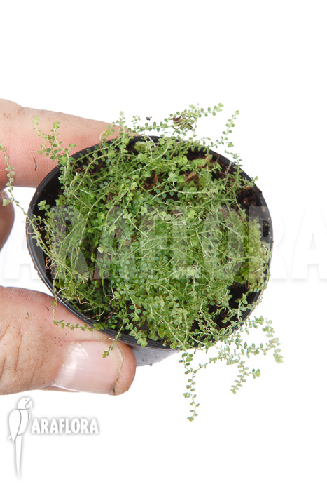 Selaginella rotundifolia